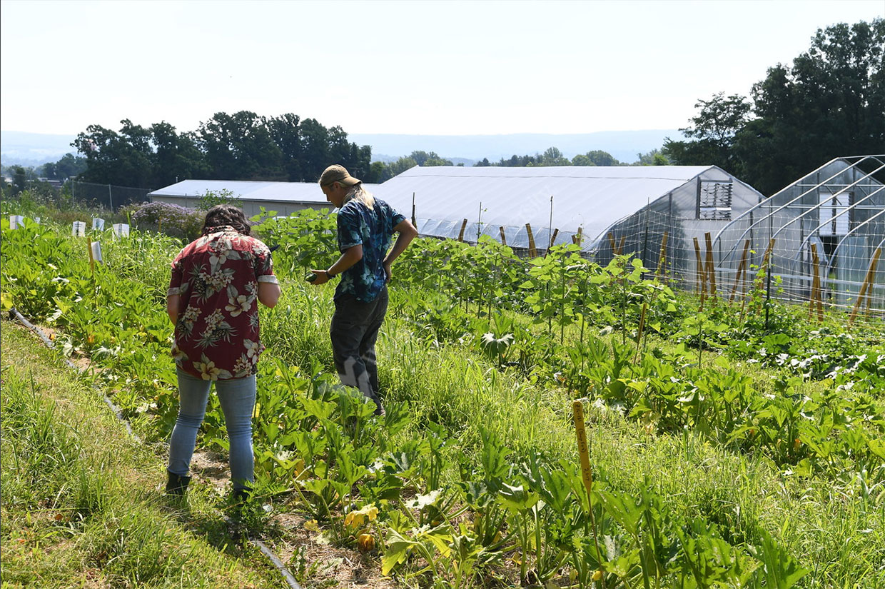 Two farmers in a field picking produce.