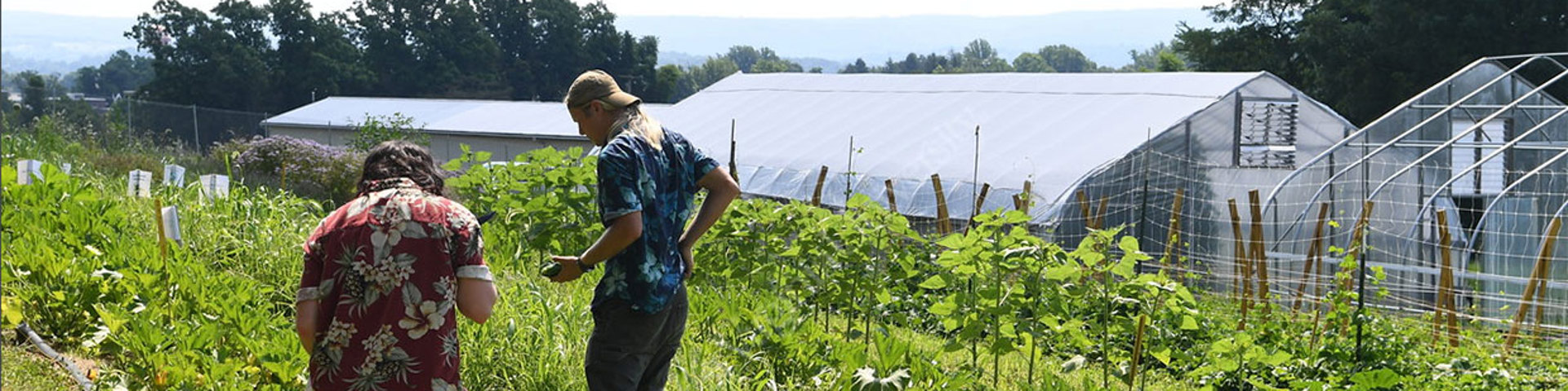 Two farmers in a field picking produce.