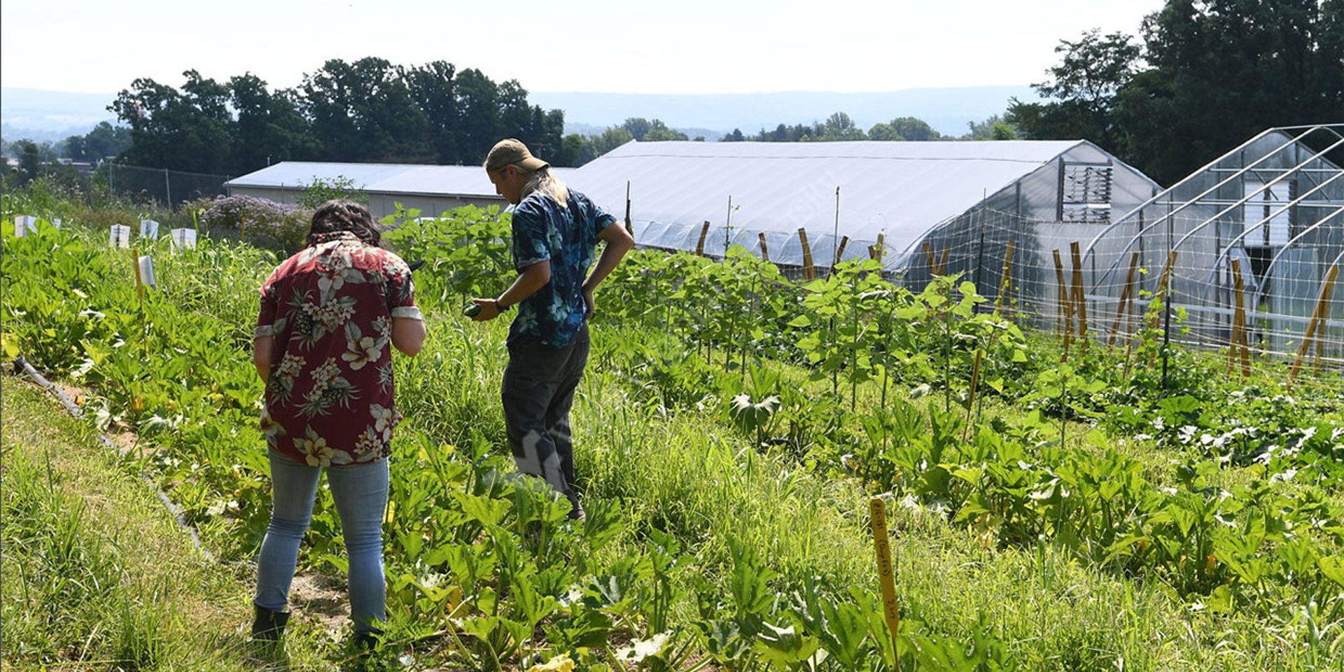 Two farmers in a field picking produce.